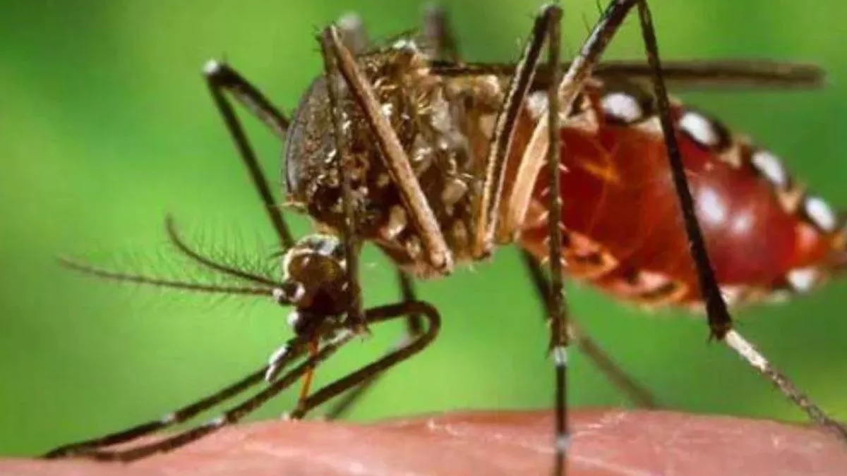 https://www.jagranimages.com/images/newimg/30112022/30_11_2022-dengue_23237283.jpg