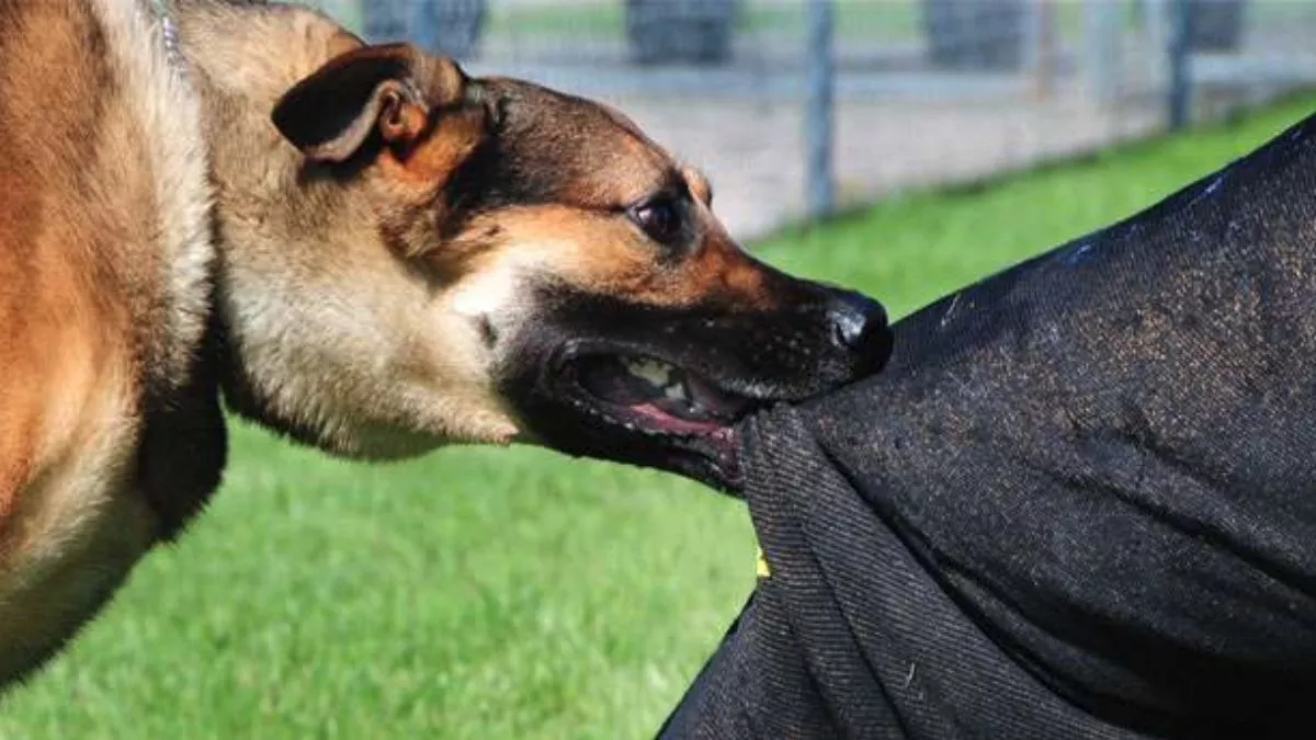 https://www.jagranimages.com/images/newimg/30112022/30_11_2022-dog_attack_on_man_23236940.jpg