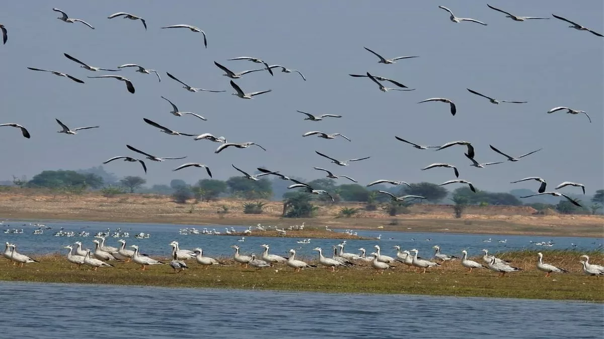 बिहार में उन्मुक्त गगन के मेहमानों का आगमन, नागी नकटी पक्षी अभयारण्य को मिलेगा अंतरराष्ट्रीय दर्जा