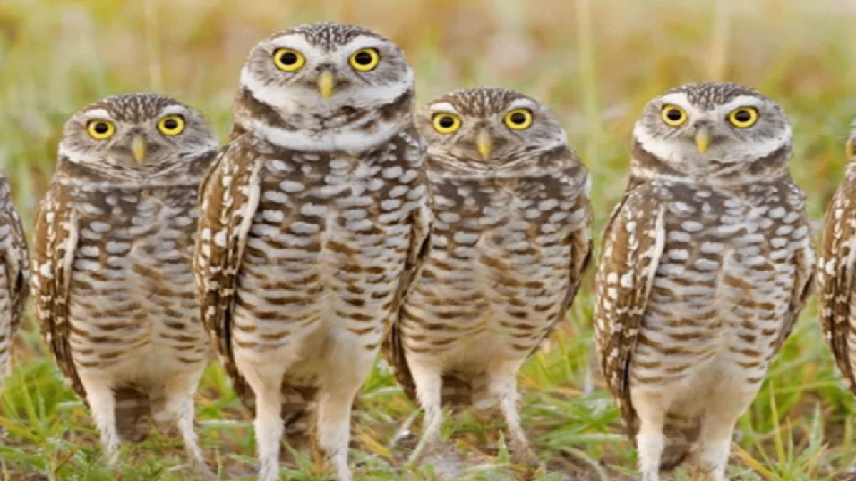 https://www.jagranimages.com/images/newimg/30112022/30_11_2022-owl_23237194.jpg