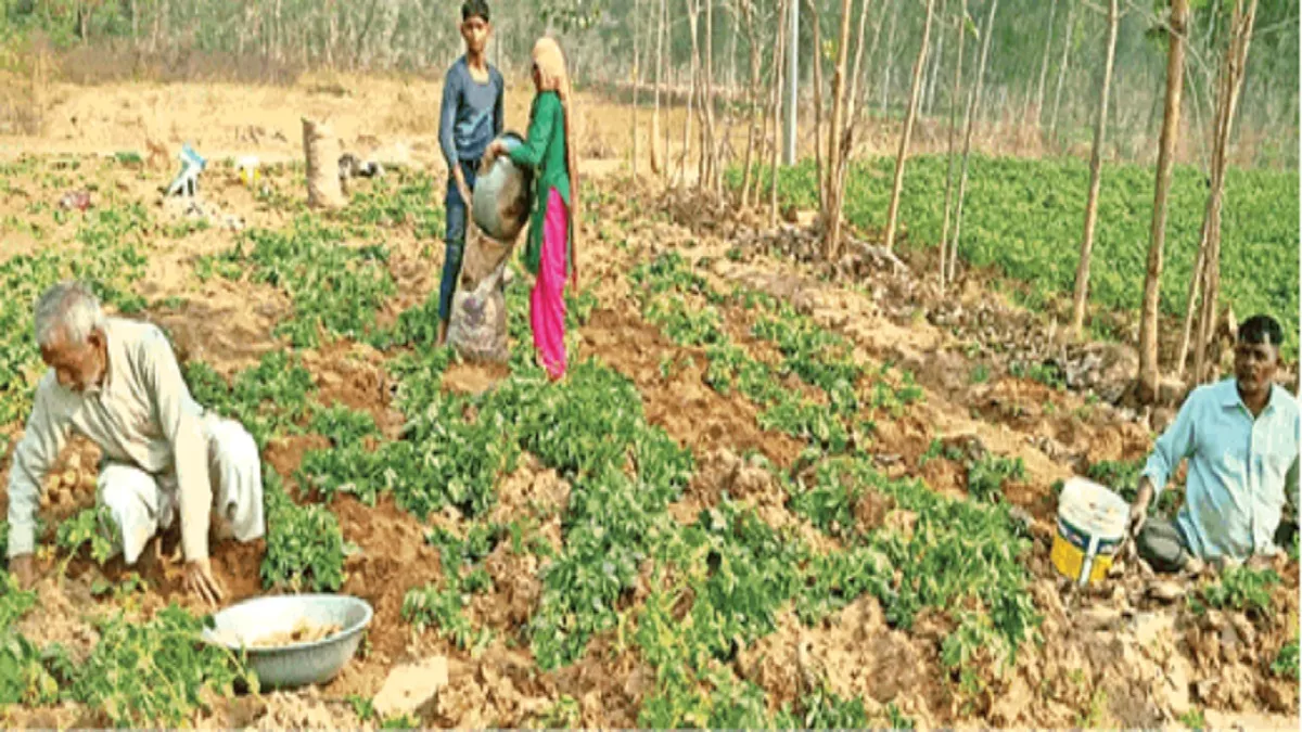 Bijnor News: आलू की खेती ने मुनाफे में गन्ने को छोड़ा पीछे, दो माह में तैयार हो जाती है फसल