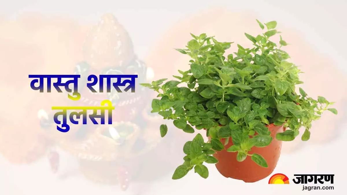 Vastu Tips For Tulsi: भाग्य को चमका सकता है तुलसी का पौधा, बस इन बातों का रखें ख्याल