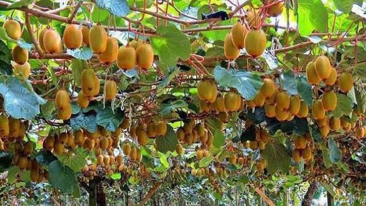 kiwi will now be cultivated at this tourist destination of pithoragarh plants are ready
