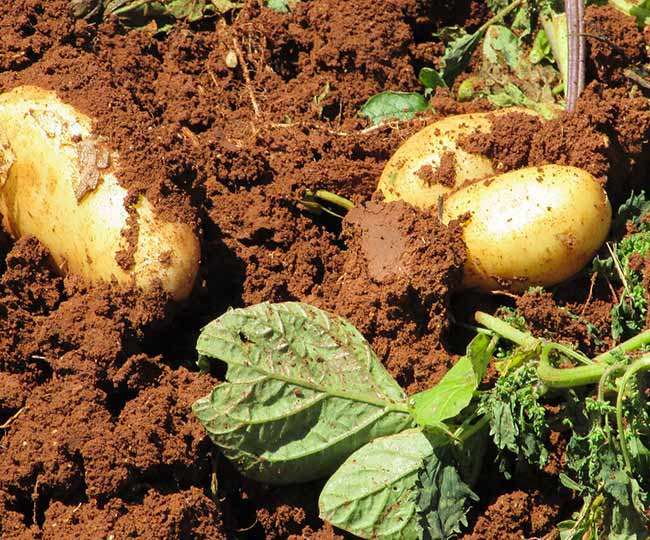 Potato Crop Excavation Management and Storage PC: Jagran