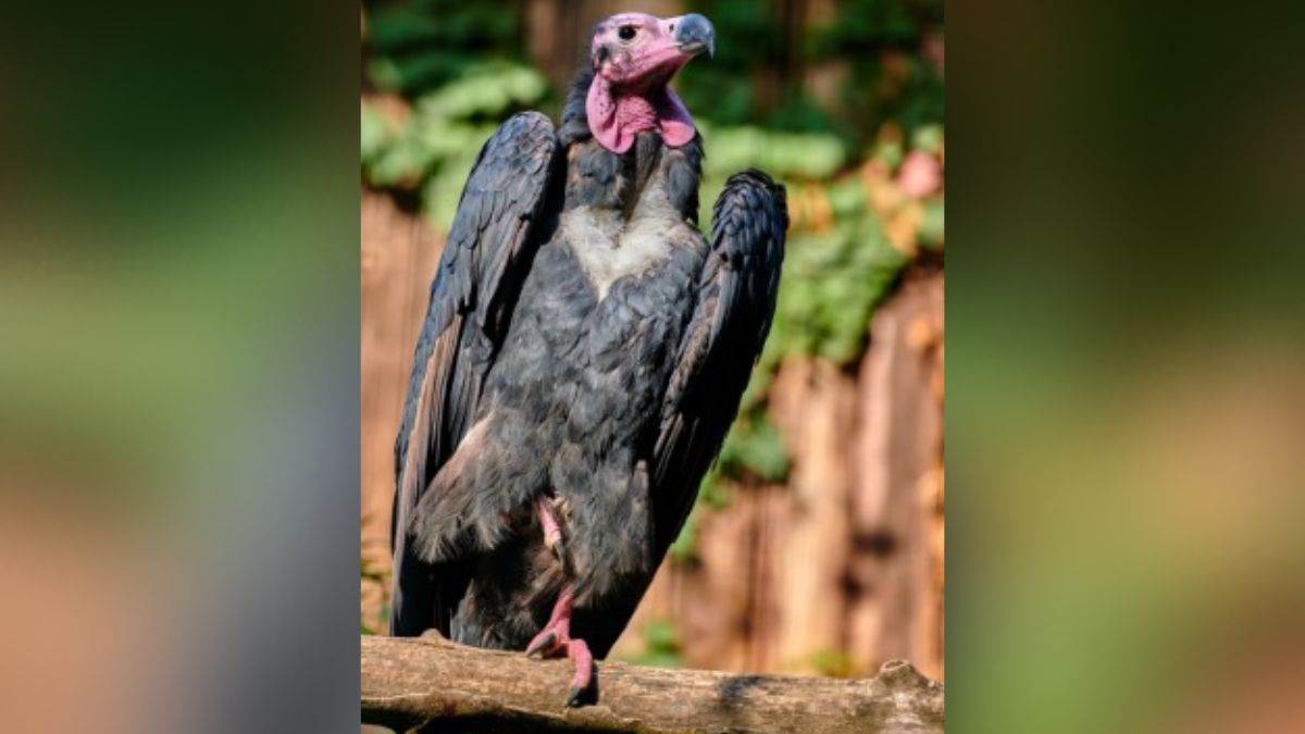 https://www.jagranimages.com/images/newimg/30122022/30_12_2022-vulture__23277209.jpg