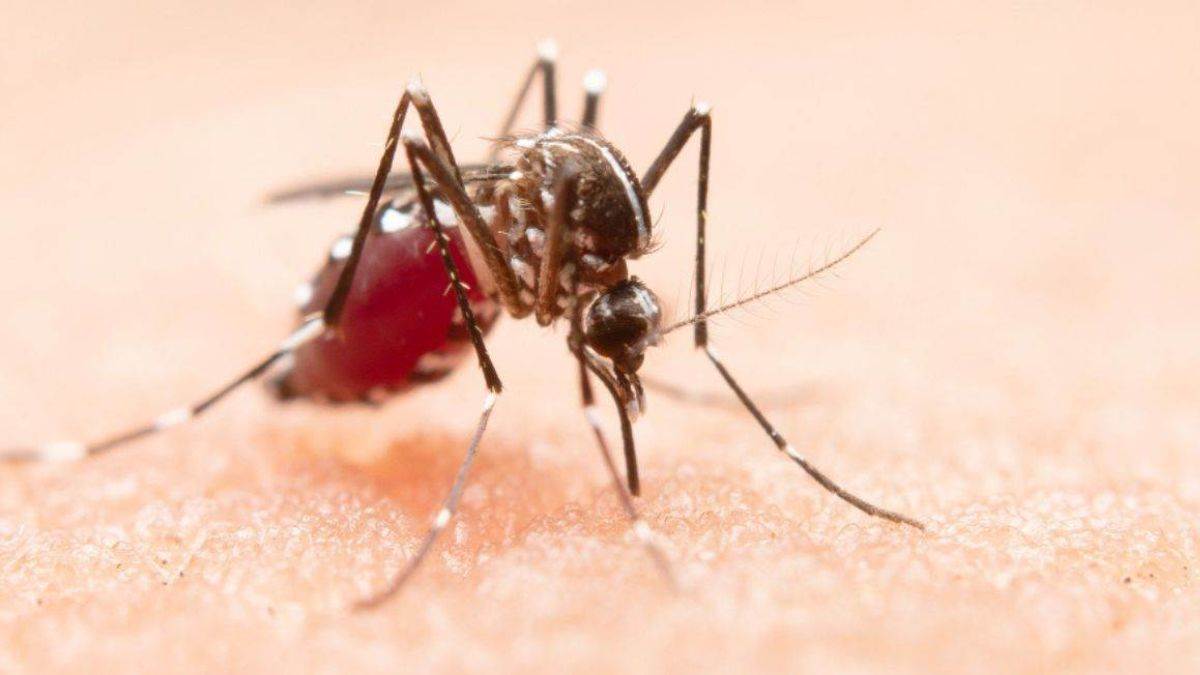 https://www.jagranimages.com/images/newimg/30122024/30_12_2024-malaria_free_kurukshetra_23858202.jpg