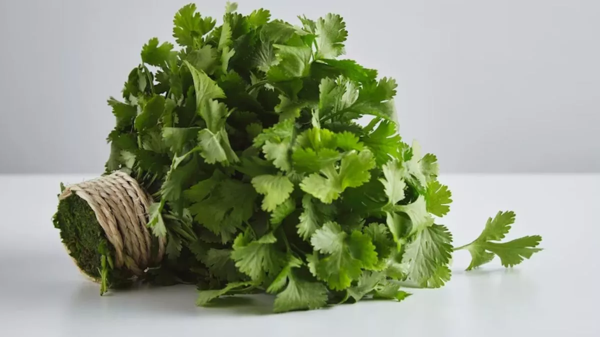 Coriander Leaves Benefits: डायबिटीज, पाचन, हाई ब्लड प्रेशर समेत कई बीमारियों में गुणकारी है धनिया की पत्तियां