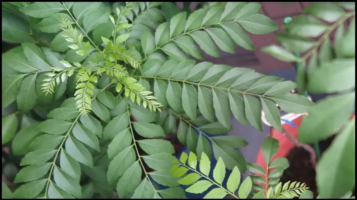 Curry Leaves Benefits: हेयर फॉल से लेकर डैंड्रफ तक, बालों की इन 5 समस्याओं में बेहद असरदार है करी पत्ता - Curry Leaves Benefits from hairfall to dandruff meetha neem is beneficial in these 5 hair problems Curry Leaves Benefits: हेयर फॉल से लेकर डैंड्रफ तक, बालों की इन 5 समस्याओं में बेहद असरदार है करी पत्ता - Curry Leaves Benefits from hairfall to dandruff meetha neem is beneficial in these 5 hair problems