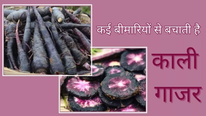 क्या आप जानते हैं काली गाजर के फायदे