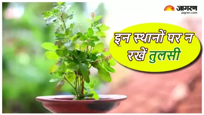 Tulsi Vastu Tips घर के इन जगहों पर न रखें तुलसी।