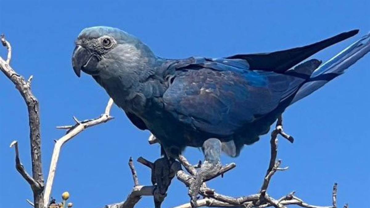 https://www.jagranimages.com/images/newimg/31012025/31_01_2025-spix_s_macaw_23876173_1470198.jpg