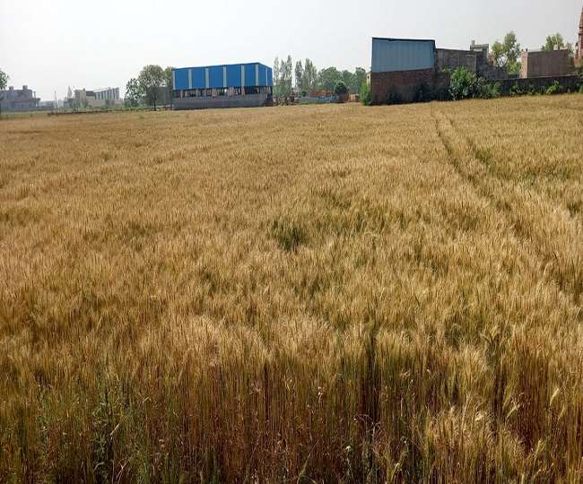 https://www.jagranimages.com/images/newimg/31032022/31_03_2022-wheat_crops_in_haryana_22586631.jpg