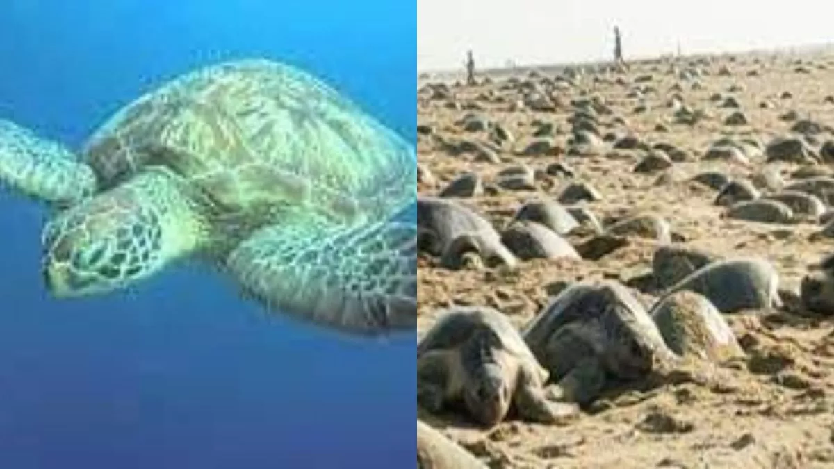 ओडिशा के समुद्री तट पर आया नया मेहमान, गंजाम के तट पर दुर्लभ हरे रंग के कछुए ने दी दस्‍तक, 140 किलो है वजन