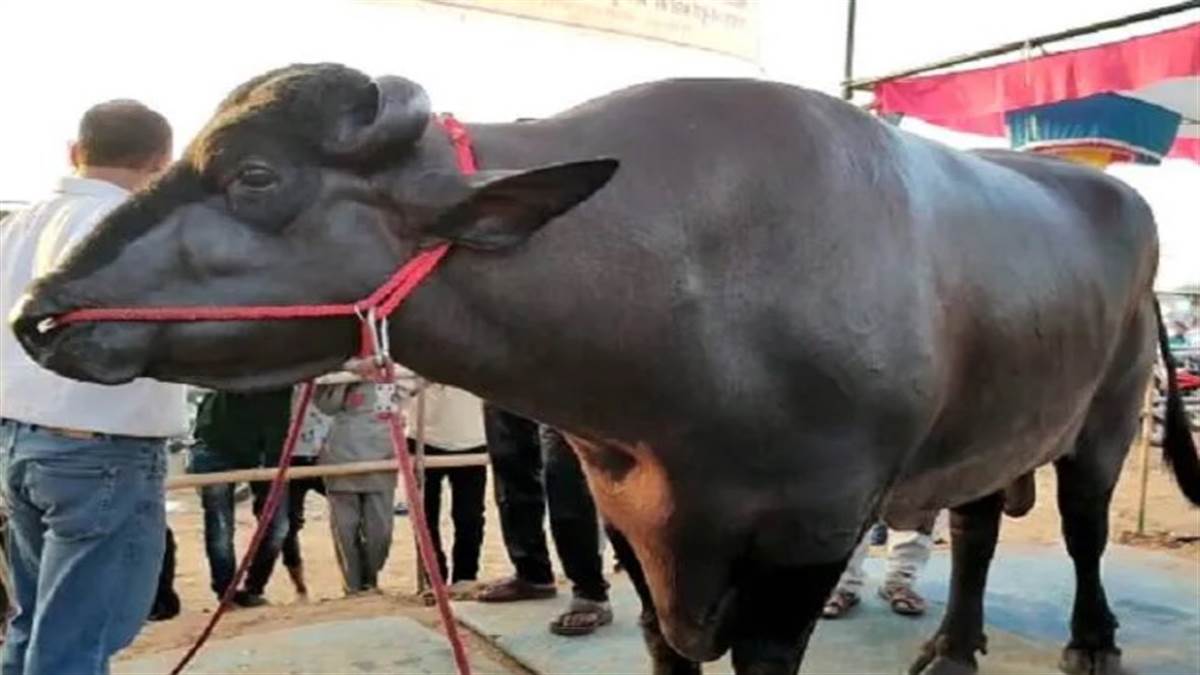 world milk day 2022 murrah buffalo will become surrogacy mother research work is going on in luvas jagran special