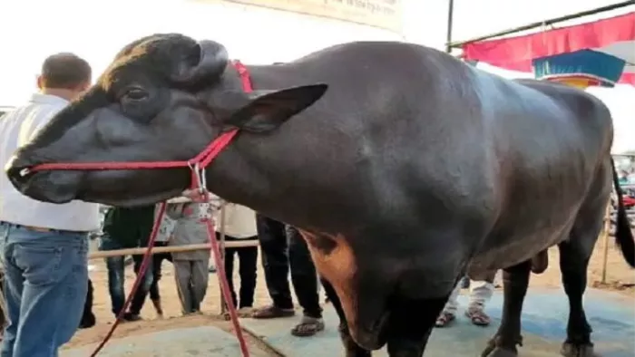 World Milk Day 2022: मुर्राह भैंस बनेगी सैरोगेसी मदर।