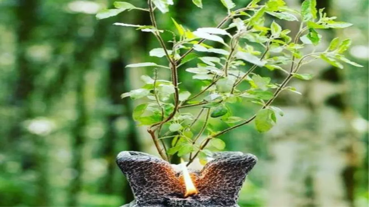 Vastu Tips For Tulsi: तुलसी के साथ रख दें ये एक चीज, पैसों की तंगी से मिलेगा छुटकारा