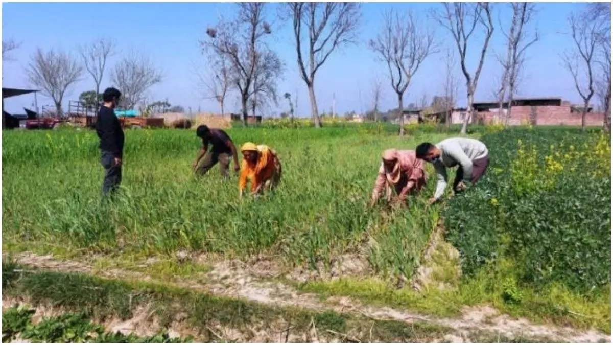 कुल्लू के 1800 किसानों को मिलेगा प्रशिक्षण, प्राकृतिक खेती योजना के तहत 47.41 लाख रुपये किए जाएंगे खर्च