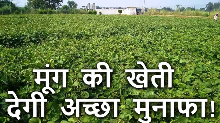 मूंग की खेती पर नीतीश सरकार का फोकस, सब्सिडी पर दे रही बीज