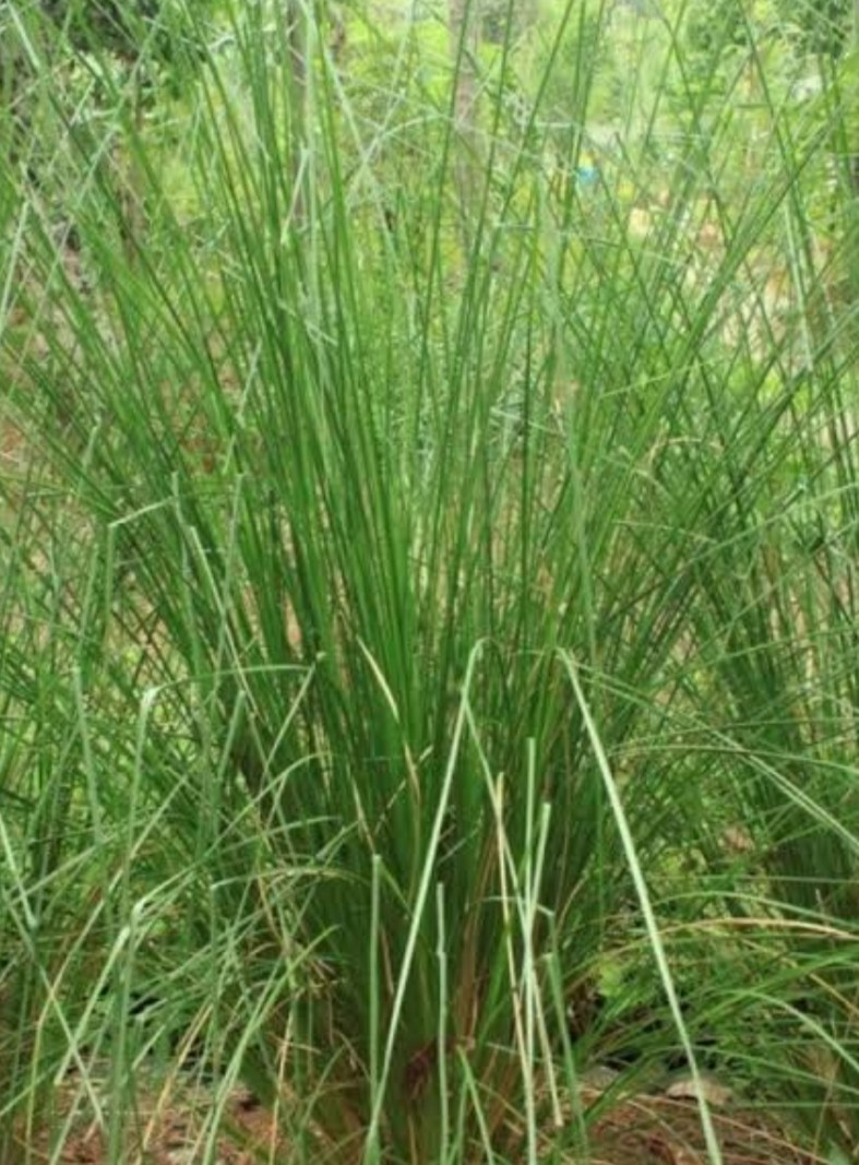 Яванский ветивер. Ветивер цветок. Ветивер кус-кус. Ветивер цветок. Ветивер цветок.