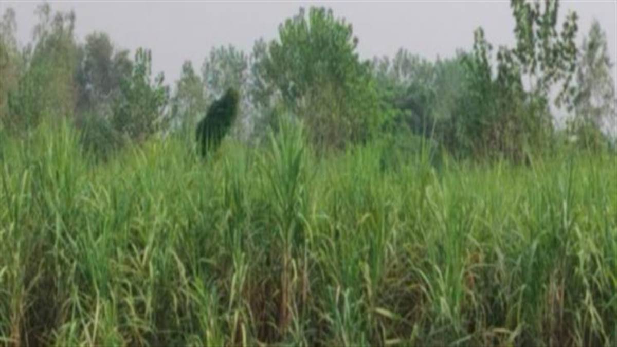 shahjahanpur news maksudapur sugar mill releases payment to farmers