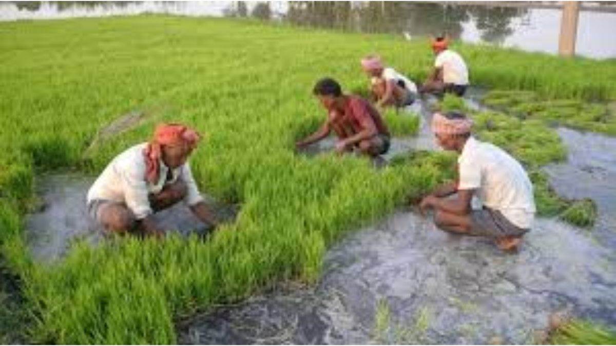 paddy cultivation will be done in 88 thousand hectares farmers are busy sowing seedlings