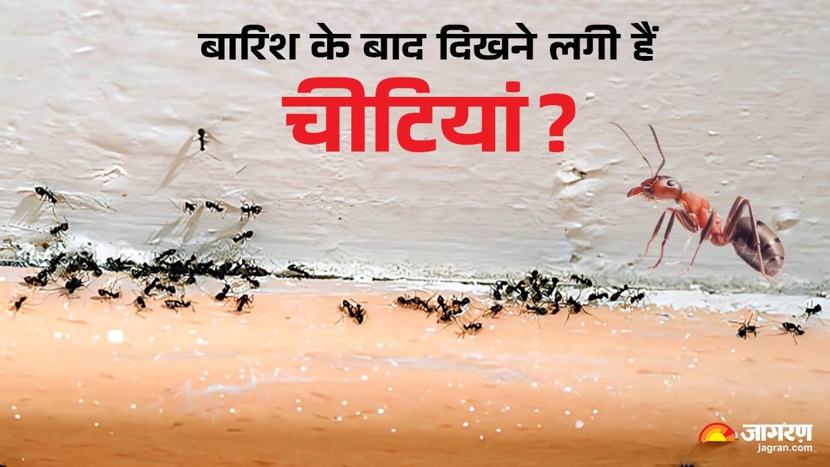 how to get rid of red and black ants after rain top 5 easy tricks chiti bhagane ke gharelu upay