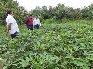 उपायुक्त ने पूरनीडीह स्थित नर्सरी का किया औचक निरीक्षण