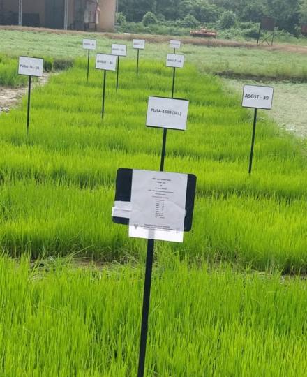kala namak rice farming