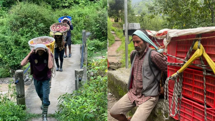 कोटगढ़ में भारी नुकसान के बाद अब फसल को मंडी पहुंचाने की मशक्कत, पीठ पर रखकर फसल पहुंचा रहे बागवान