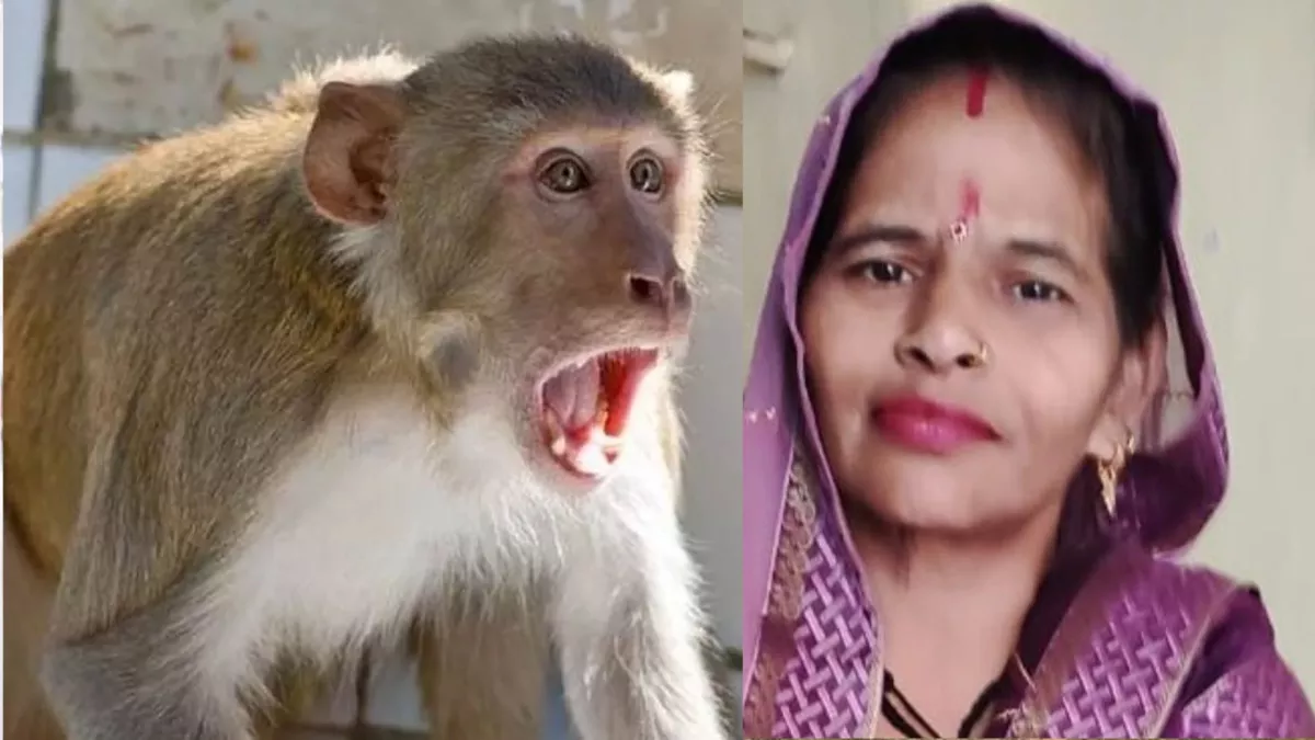 नारनौल में बंदरों का आतंक, महिला की छत से गिरकर मौत; घटना से पूरे इलाके में फैली दहशत