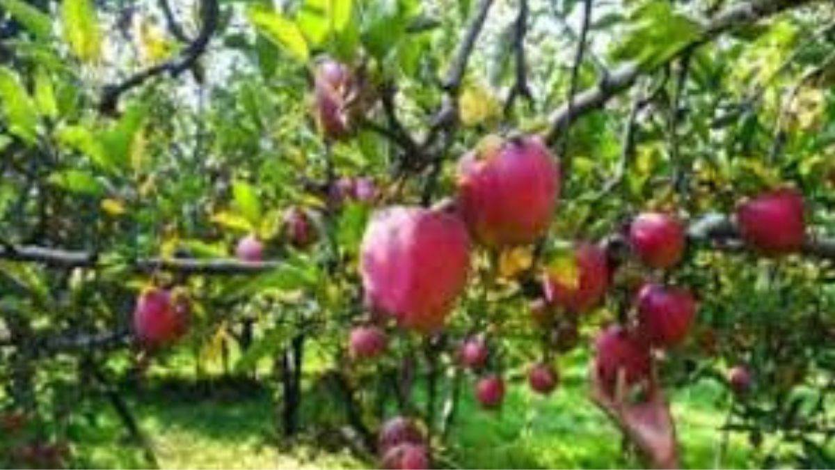 https://www.jagranimages.com/images/newimg/31072025/31_07_2025-himachal_pradesh_apple_23999616.jpg