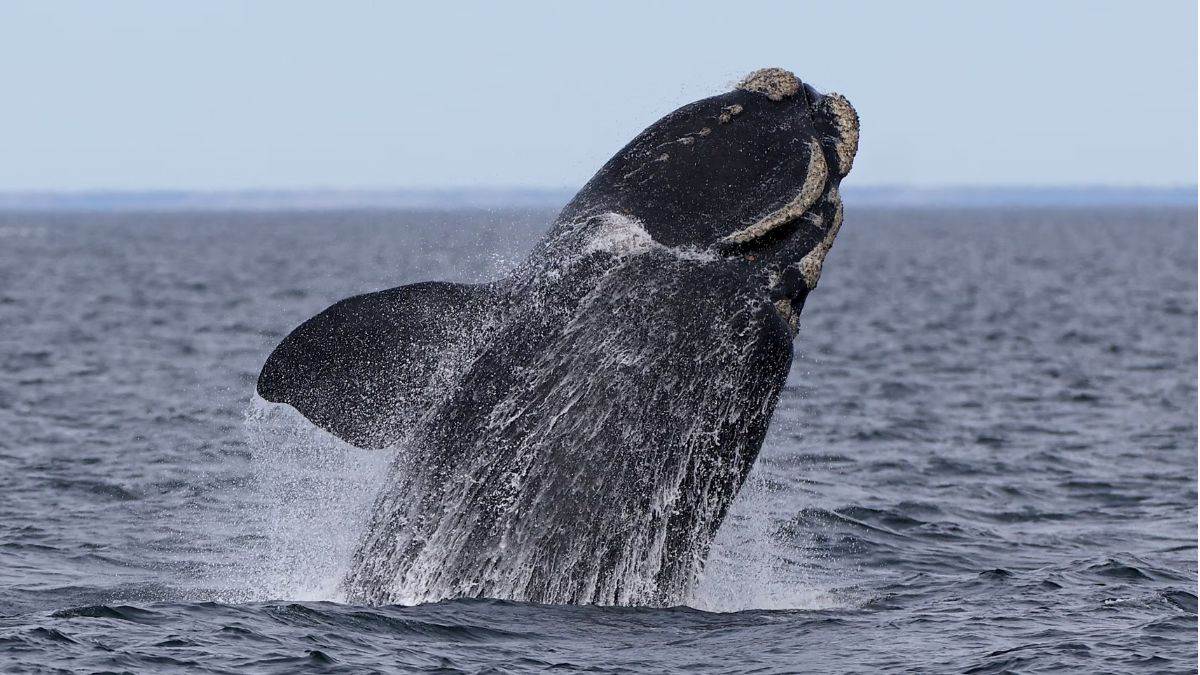 https://www.jagranimages.com/images/newimg/31072025/31_07_2025-japan_whale_stuck_at_beach_24000226.jpg