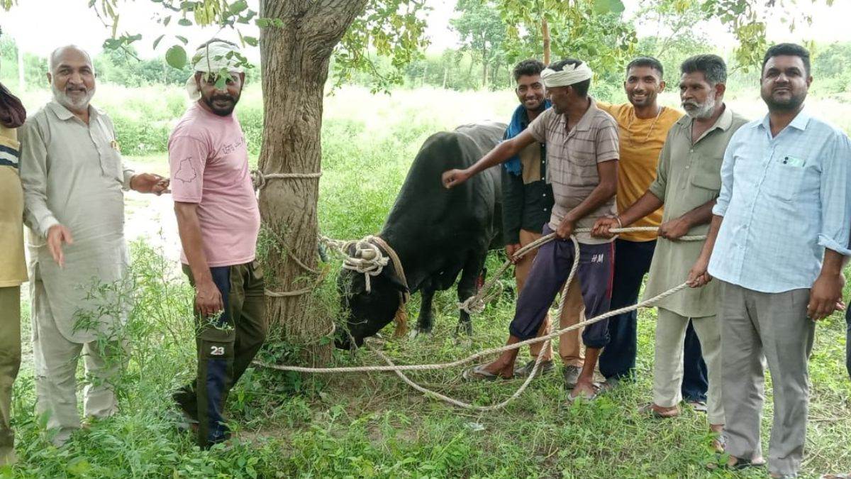 in punjab a stray bull attacked two elderly brothers one died and the other was seriously injured