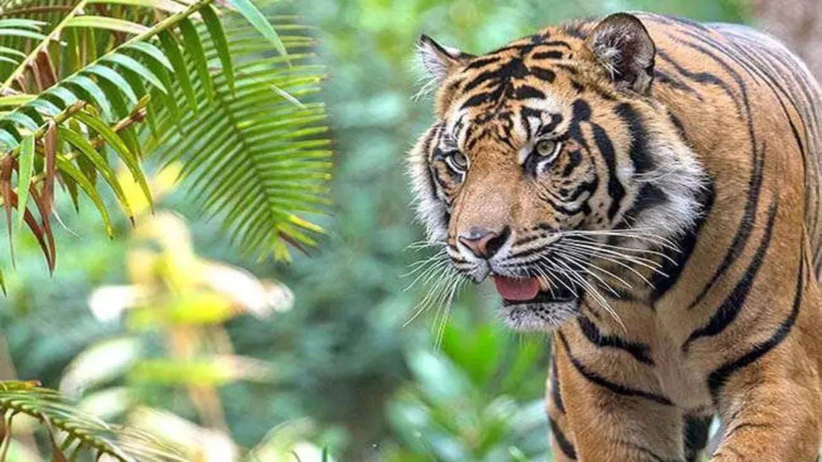 the forest department team is on alert due to the wild animals coming from nepal to valmiki tiger reserve bagaha