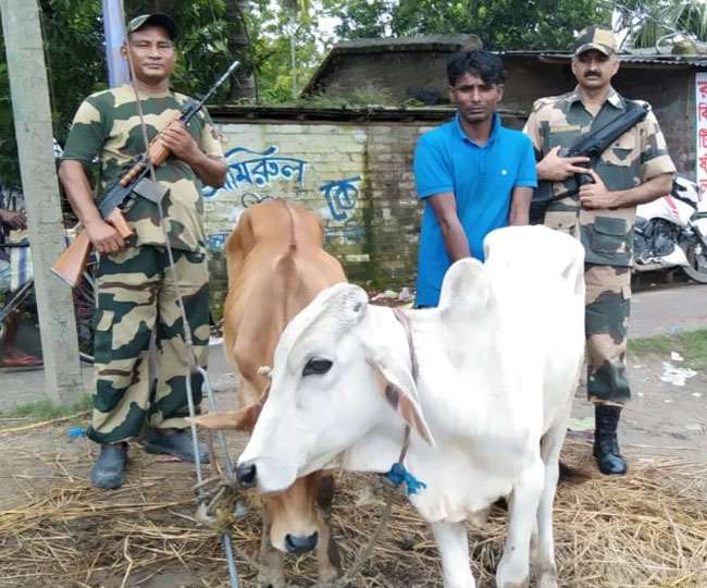 BSF apprehends two Bangladeshi cattle smugglers along the International  Border - बीएसएफ ने अंतरराष्ट्रीय सीमा पर दो बांग्लादेशी मवेशी तस्करों को  पकड़ा