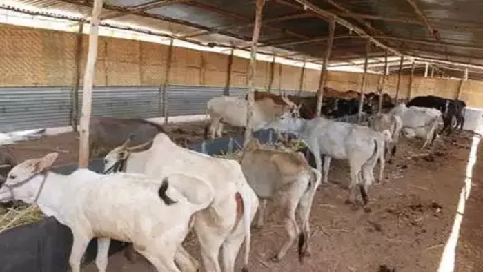 Lumpy skin disease virus सभी गोशालाओं में एक सप्ताह में सुनिश्चित करें टीकाकरण- मंत्री धर्मपाल सिंह