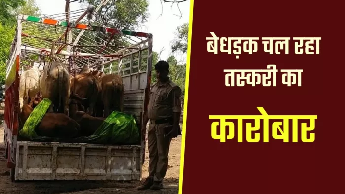 भदोही : गोपीगंज कोतवाली में मवेशी लदा खड़ा वाहन। (फाइल फोटो)