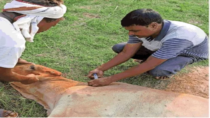 जिले में लंपी वायरस की चपेट में आए मवेशियों का हो रहा टीकाकरण।