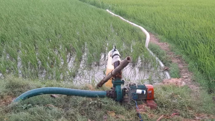 मोथा गांव में डीजल पंप चला धान की फसल बचाने का प्रयास करते किसान