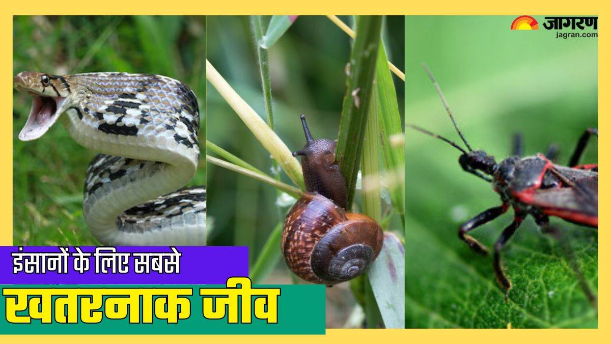 top 7 creatures are the most dangerous to humans know the list here