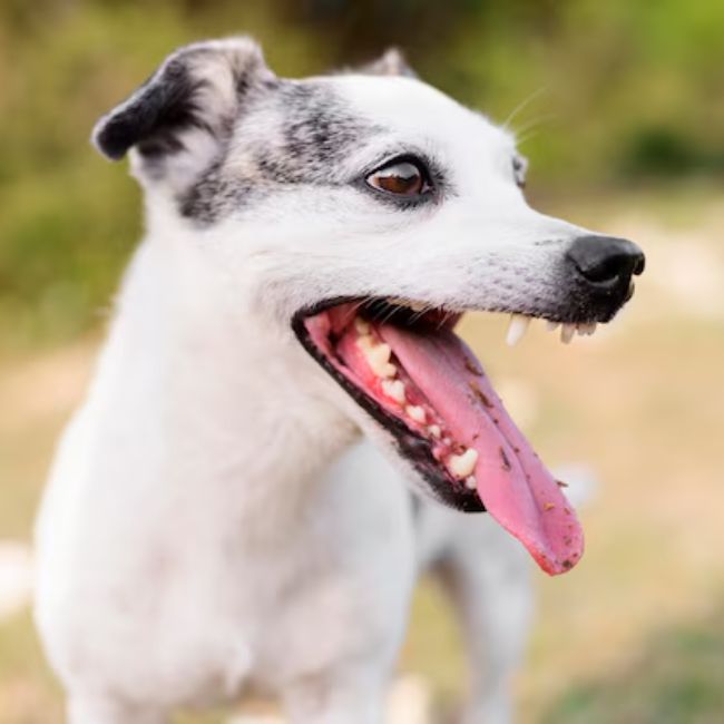 most dangerous creatures