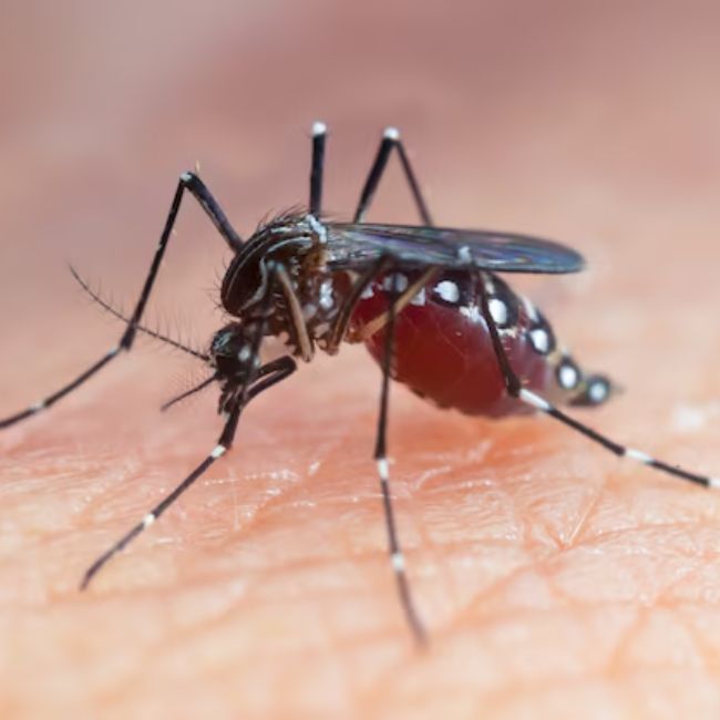 most dangerous creatures