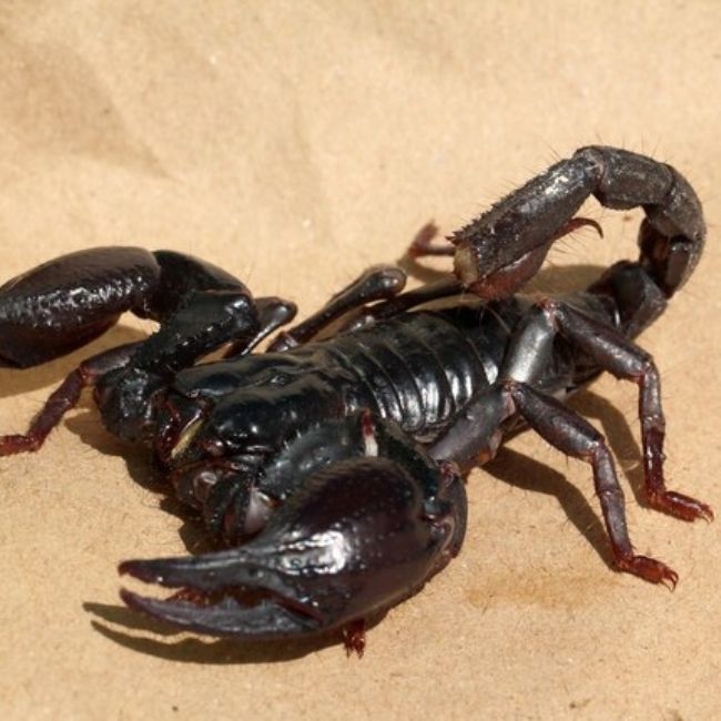 most dangerous creatures