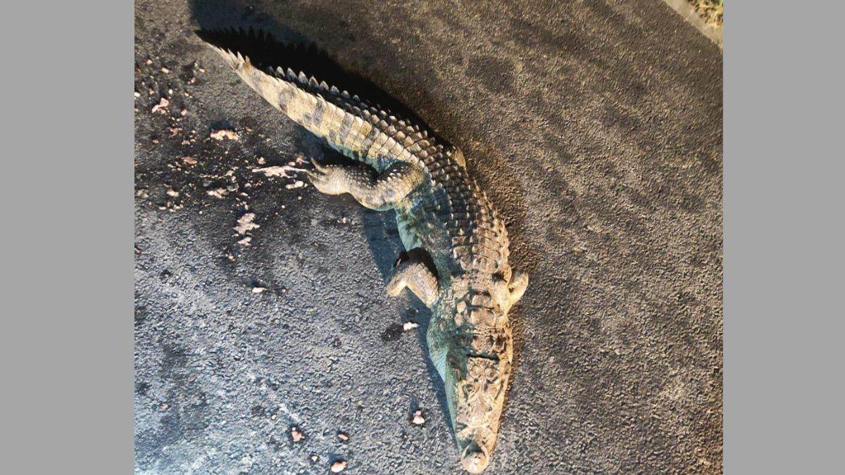 https://www.jagranimages.com/images/newimg/31082025/31_08_2025-bijnor_crocodile_24030905.jpg