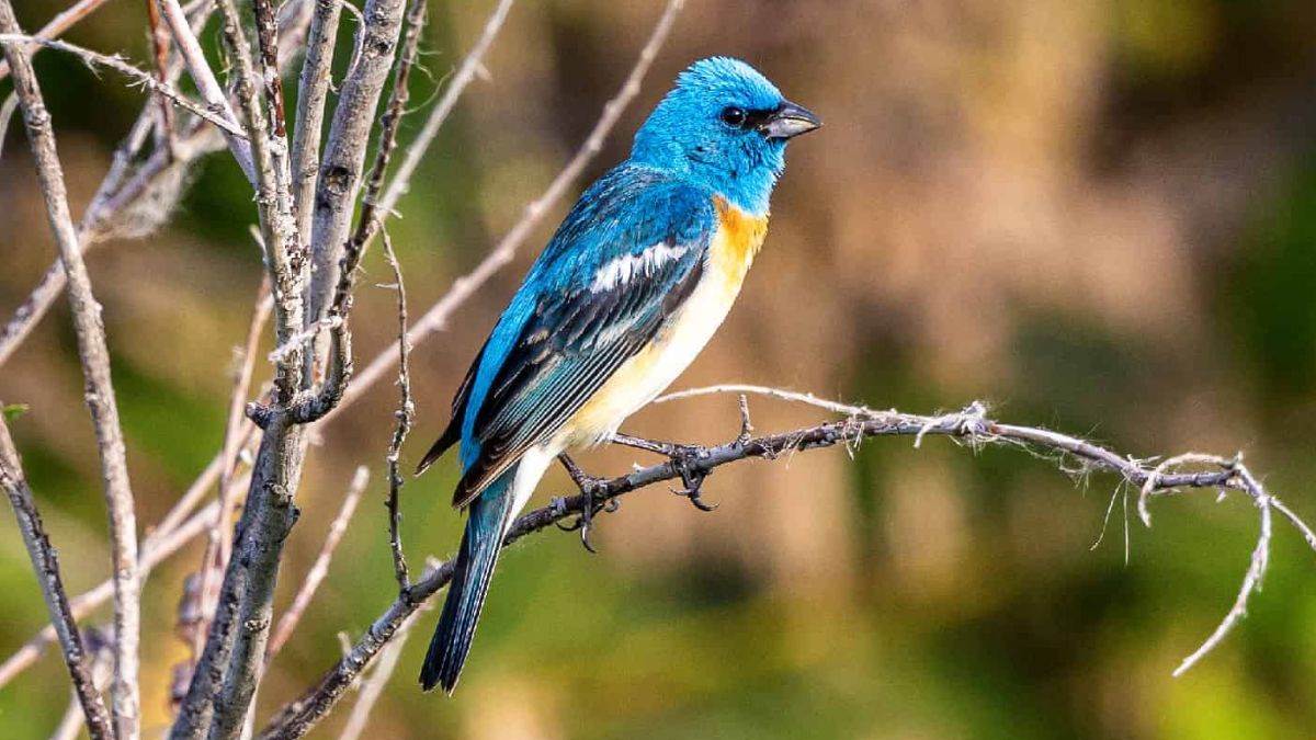 https://www.jagranimages.com/images/newimg/31082025/31_08_2025-bird_in_zoo_24031428.jpg
