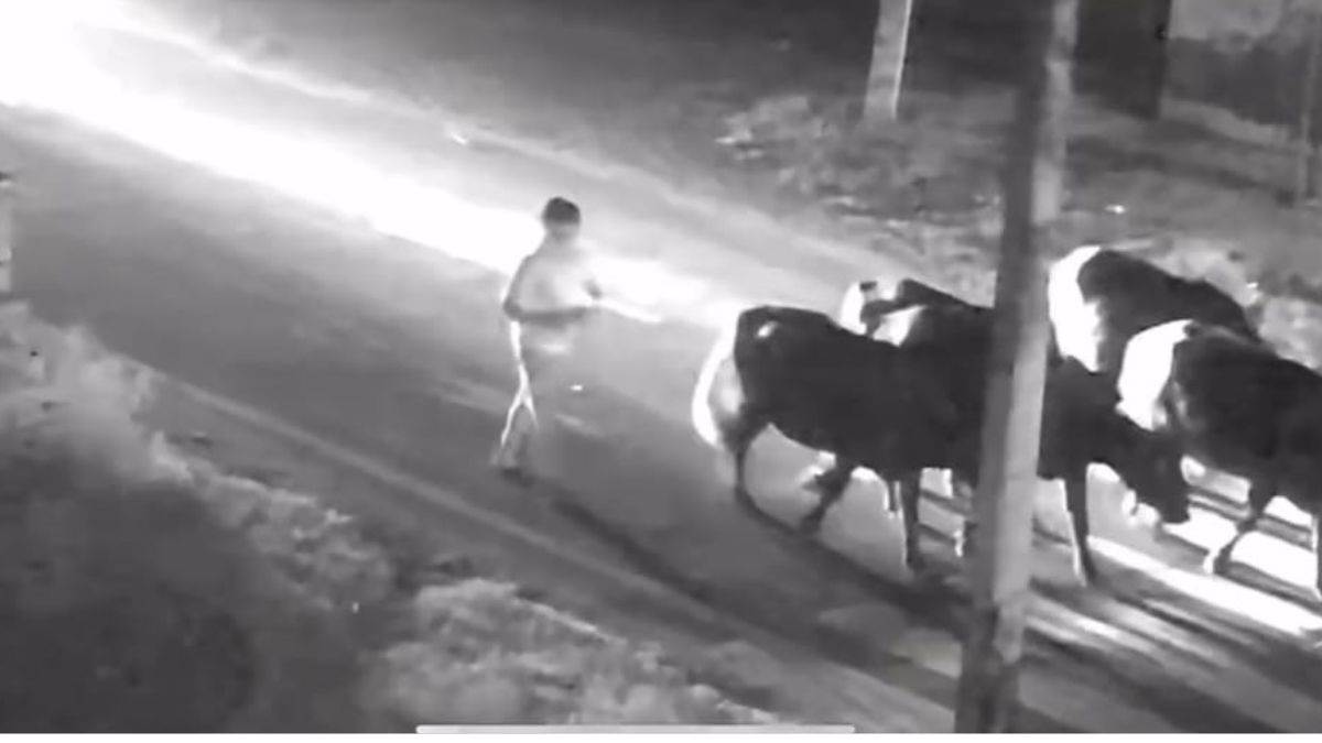 https://www.jagranimages.com/images/newimg/31082025/31_08_2025-buffaloes__24031001.jpg