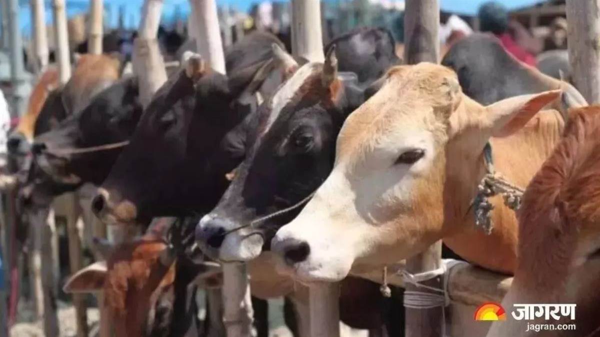 https://www.jagranimages.com/images/newimg/31082025/31_08_2025-cow_news_24031166.jpg
