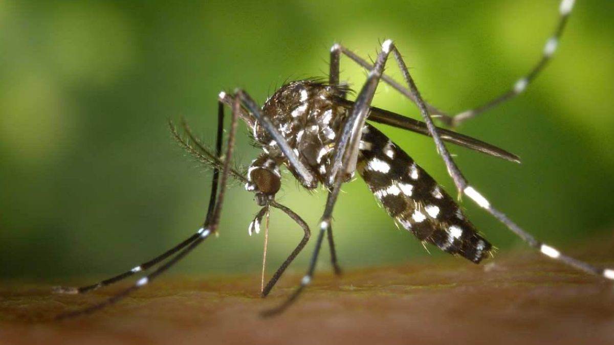 https://www.jagranimages.com/images/newimg/31082025/31_08_2025-dengue_24030791_8198129.jpg