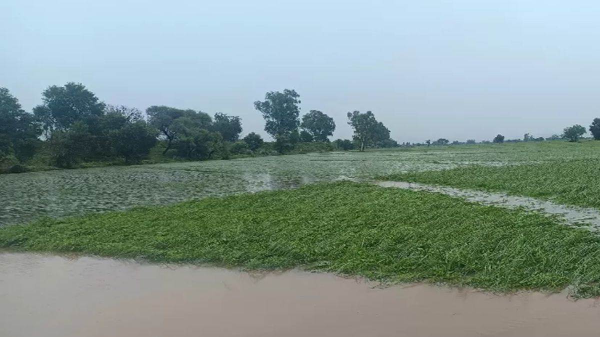 https://www.jagranimages.com/images/newimg/31082025/31_08_2025-farmer__24031358_20447901.jpg