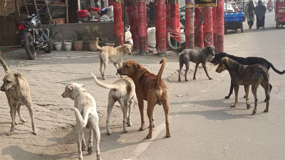 https://www.jagranimages.com/images/newimg/31082025/31_08_2025-stray_dogs_3_24030806.jpg